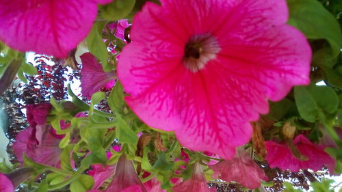 Close-up of raindrops on pink flowering plant