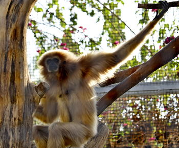 Low angle view of monkey on tree