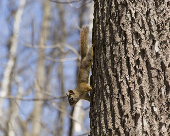 American red squirrel seen gripping a tree trunk going down 