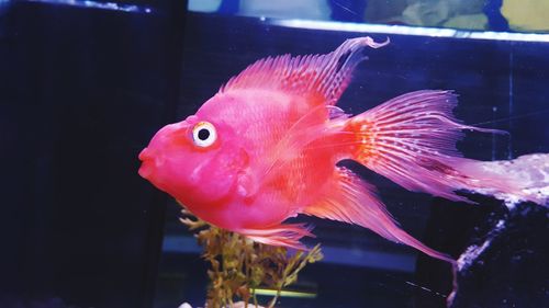 Close-up of fish in aquarium