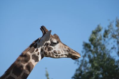 Low angle view of giraffe