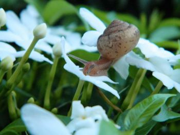 Close-up of white flowers