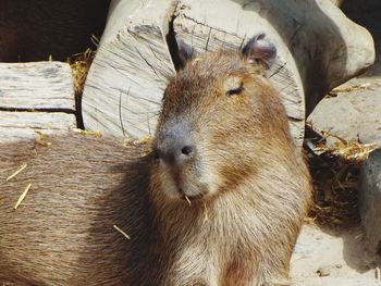 High angle view of animal on wood