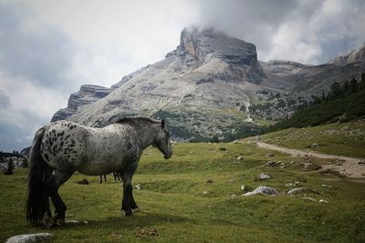 View of a horse on field