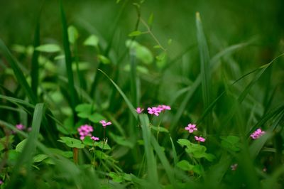 Close-up of flowers blooming in field