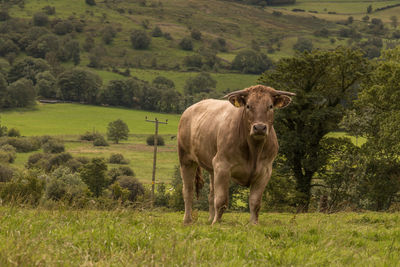 Cow standing in a field