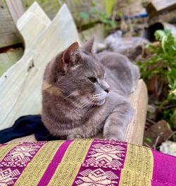 Close-up of a cat resting