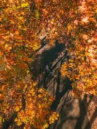 Yellow flowers on tree during autumn