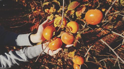 Close-up of hand holding fresh persimmons on tree