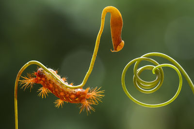 Close-up of yellow flower