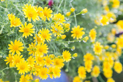 Close-up of water drops on yellow flowering plants