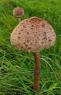 Close-up of mushroom on grass