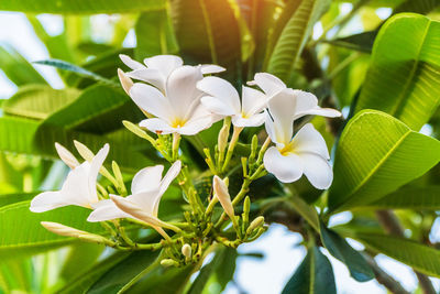 Close-up of white flowering plant