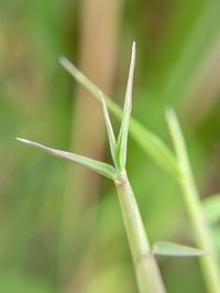 Close-up of plant