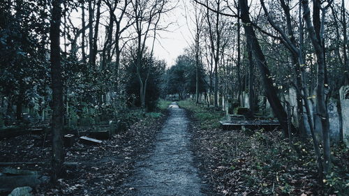 Bare trees in cemetery