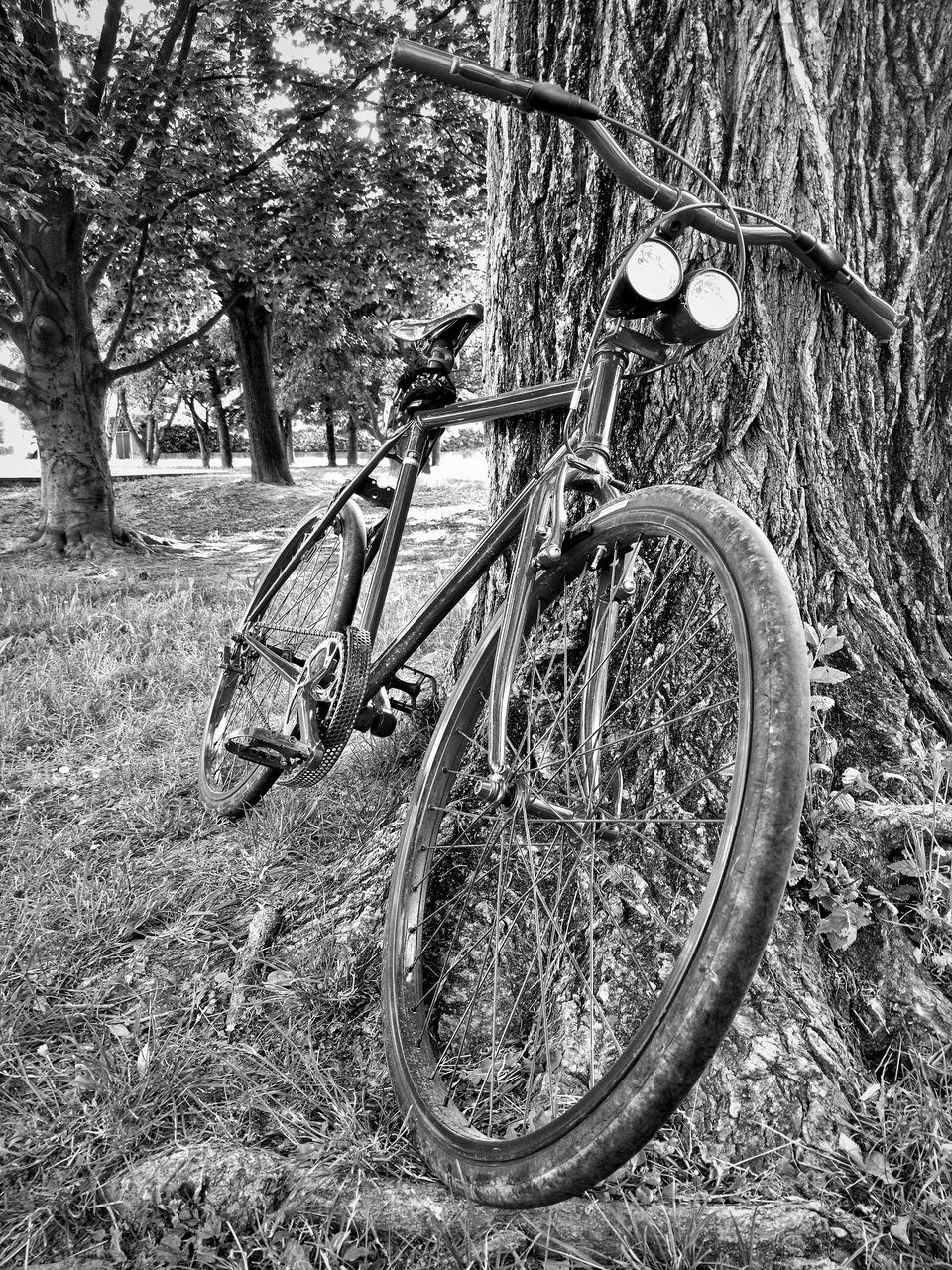 tree, bare tree, branch, tranquility, transportation, field, nature, growth, tree trunk, land vehicle, grass, no people, landscape, day, outdoors, bicycle, absence, tranquil scene, sunlight, forest