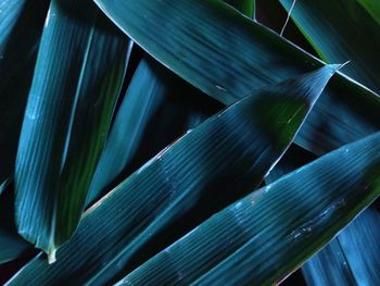 Full frame shot of plant leaves