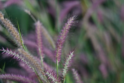 Close-up of purple flowering plant