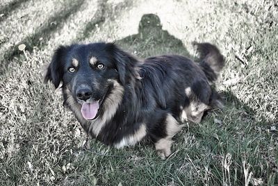 Portrait of a dog