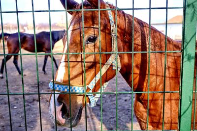 View of horse in ranch