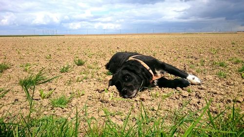 Dog on field against sky