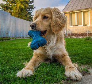 Close-up of dog with rubber bone in its mouth