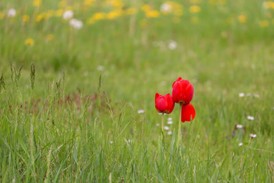 Red tulips on a meadow