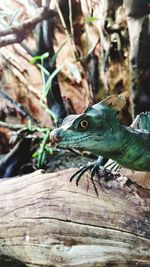 Close-up of lizard