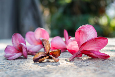 Close-up of pink flower on plant