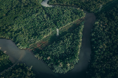 High angle view of plants on land