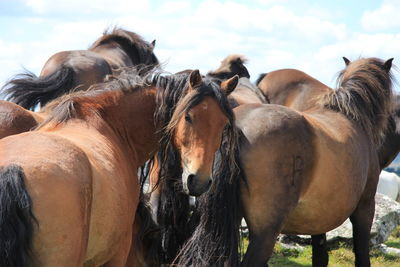 Horses on field