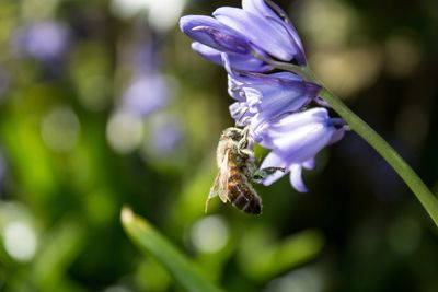 Close-up of bee pollinating on purple flower