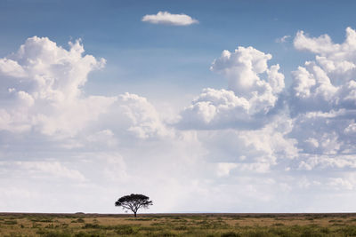 Trees on field against sky