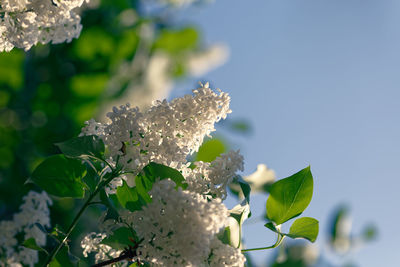 Close-up of white flowering plant