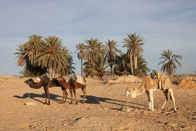 Camels in desert against sky on sunny day
