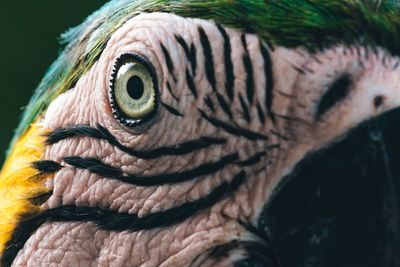 Close-up of eagle