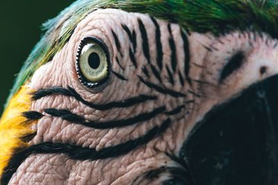 Close-up of a parrot