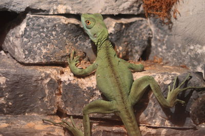 High angle view of lizard on rock