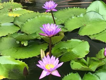 Close-up of water lily blooming in lake