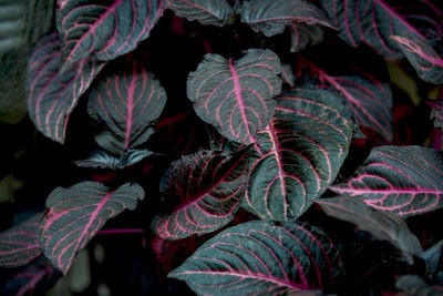 Close-up of red leaves