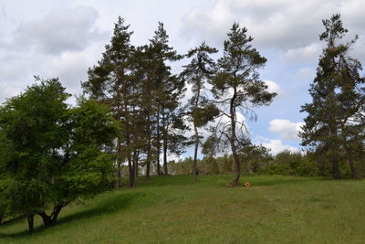 Trees on field against sky