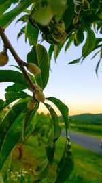 Close-up of insect on plant