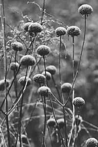 Close-up of flowers