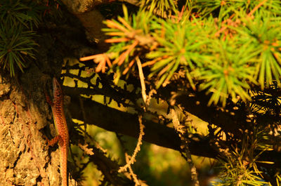 Close-up of plant growing on tree trunk