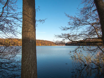 Bare tree by lake against sky