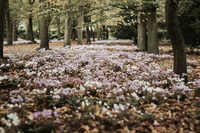 Surface level of trees in park