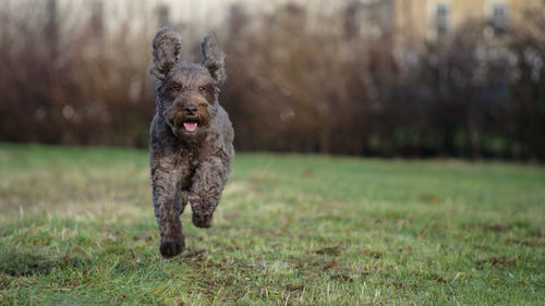 Dog running in field