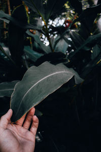 Close-up of hand holding leaves