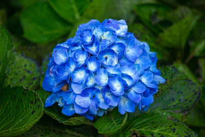 Close-up of purple hydrangea blue flower