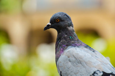 Close-up of pigeon perching